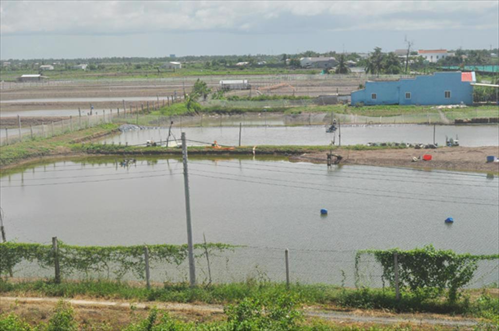Long Phú Sóc Trăng Diện tích nuôi trồng thủy sản tiếp tục được giữ vững