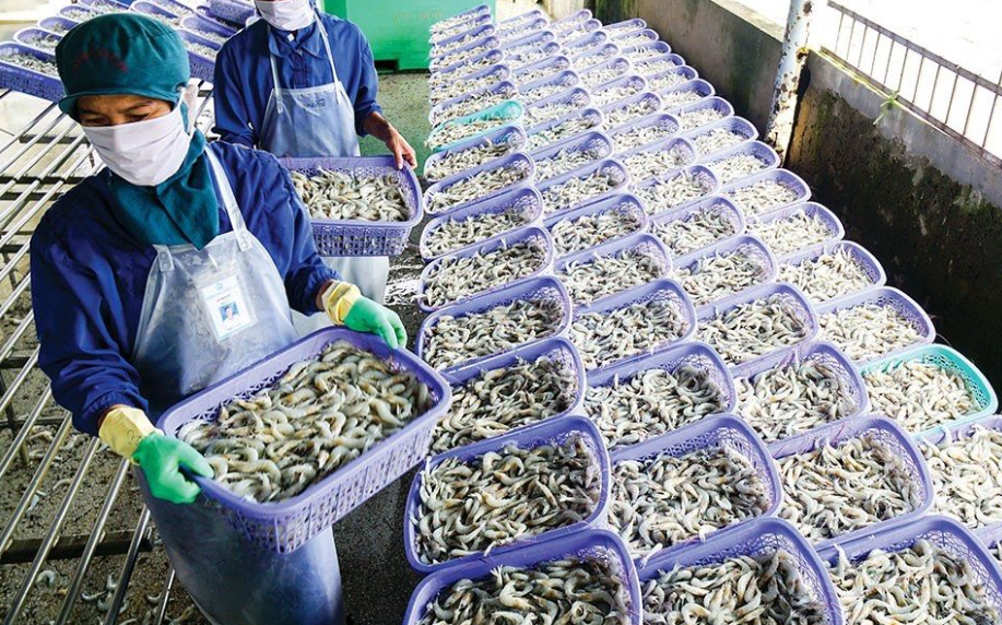 Chi phí đầu vào đang bào mòn lợi nhuận ngành tôm