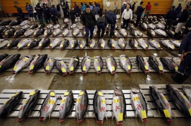 Nhập khẩu cá ngừ vây xanh của Nhật Bản, Tháng 1/2014