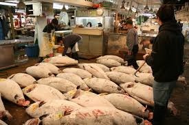 Nhật Bản: nhập khẩu cá ngừ trong tháng 9 tăng