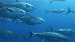 Lượng cá ngừ cập càng Tây Ban Nha trong tuần cuối tháng 10 giảm