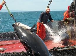 Nhập khẩu cá ngừ vào EU từ 10 – 16/03/2014