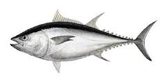 Tây Ban Nha: Nhập khẩu cá ngừ giảm