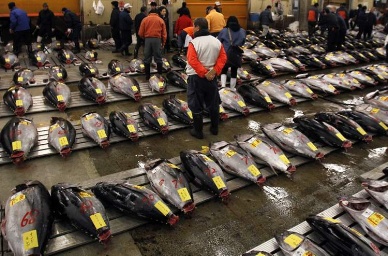Thị trường cá ngừ mắt to đông lạnh Nhật Bản tháng 7/2013