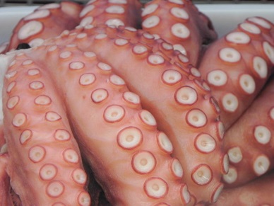 Nhật Bản giảm 50% khối lượng nhập khẩu bạch tuộc, tháng 1/2014