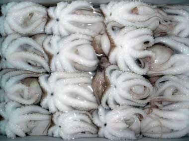 Thái Lan nhập khẩu bạch tuộc chủ yếu từ Trung Quốc, tháng 1/2014