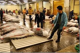 NK cá ngừ vây xanh của Nhật Bản trong tháng 7/2013 tăng 