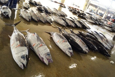 Nhật Bản tăng nhập khẩu cá ngừ đông lạnh