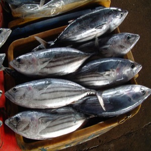 Tây Ban Nha: Giá cá ngừ tuần 15
