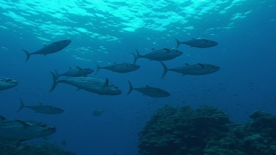 Lượng cá ngừ tươi cập cảng Tây Ban Nha tăng