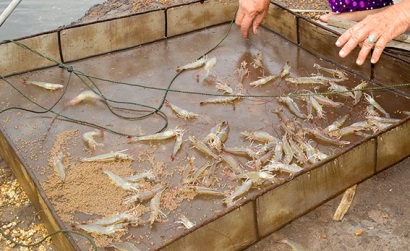 Cà Mau Nhân rộng mô hình nuôi tôm chân trắng thâm canh năng suất cao