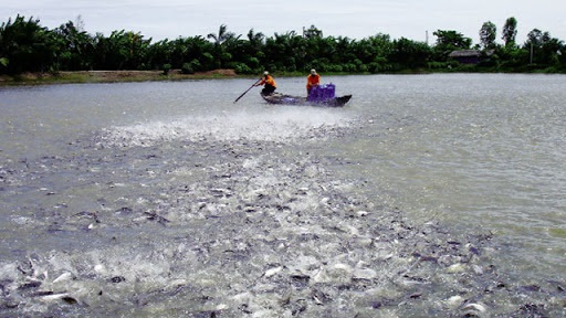 Chiến lược phát triển ngành thủy sản đạt kim ngạch xuất khẩu 20 tỷ USD năm 2030