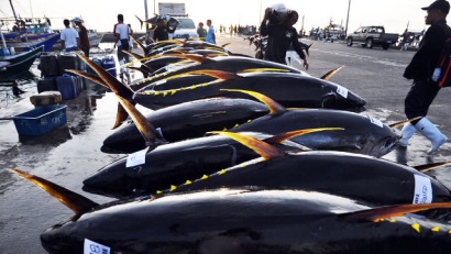 Xuất khẩu cá ngừ của Philippine giảm 