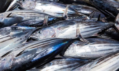 Thị trường cá ngừ EU trong tuần đến 1562016