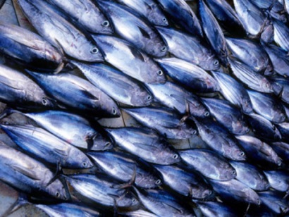 Tây Ban Nha Giá cá ngừ tuần cuối tháng 92016 tăng