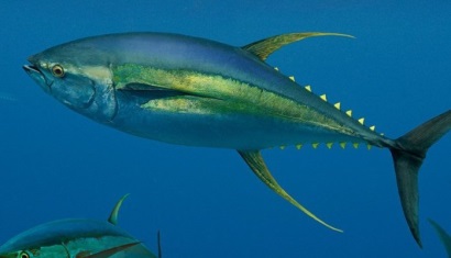 Siêu thị Anh kêu gọi giảm 20% sản lượng cá ngừ vây vàng 