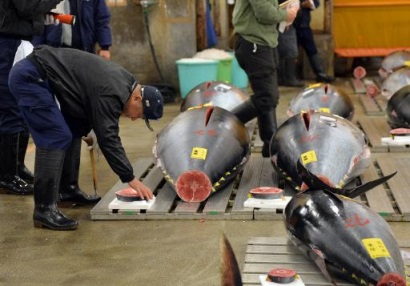 Nhật Bản tăng nhập khẩu cá ngừ vây xanh