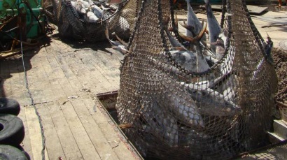 Giá cá ngừ tại Tây Ban Nha vẫn ổn định