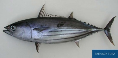 Giá cá ngừ vằn sẽ hạ nhiệt trong các tháng tới