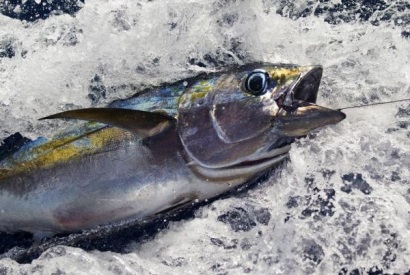 WWF kêu gọi đưa ra hạn ngạch khai thác cá ngừ nghiêm ngặt hơn