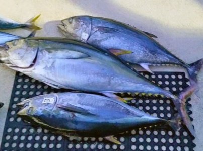 Thị trường cá ngừ châu Âu tuần 43 