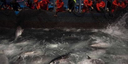 EU khởi động mùa khai thác cá ngừ vây xanh 2016