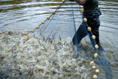 Giá tôm dự kiến vẫn ở mức thấp trong 3 tháng tới 