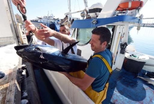 Nhìn lại năm 2019 xuất khẩu cá ngừ sang EU