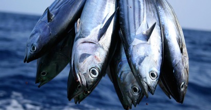 Giá cá ngừ Bangkok giảm 150 USDtấn