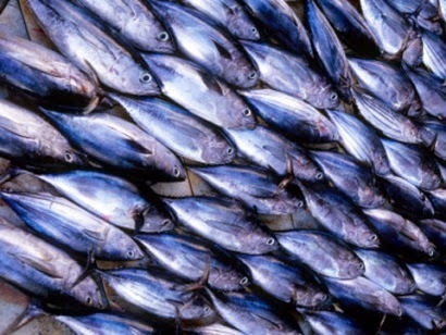 Giá cá ngừ Ecuador tăng