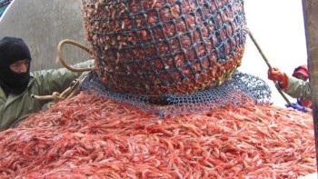 Canada Ngư dân sẽ không được bồi thường sau khi bị cắt hạn ngạch