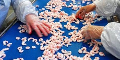 Giá tôm nước lạnh tăng do Canada giảm hạn ngạch