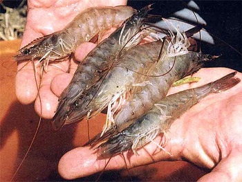 Trung Quốc thử nghiệm dự án nuôi tôm mới