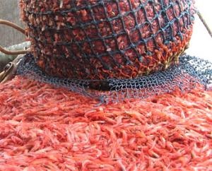 Giá tôm nước lạnh chạm đáy