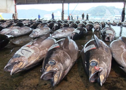 Nhập khẩu cá ngừ của Nhật Bản trong tháng 2 tăng 10%