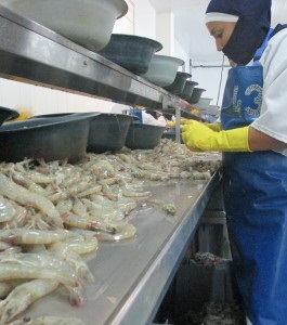 Ecuador chào giá tôm thấp trên thị trường EU