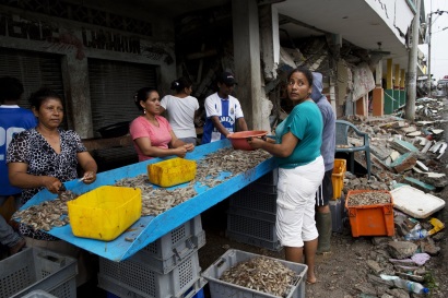 Ecuador Sản xuất tôm bị ảnh hưởng bởi động đất