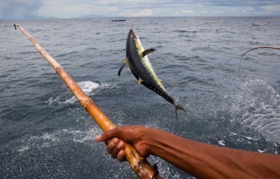 Khai thác cá ngừ bằng câu cần giảm 10% từ năm 2012