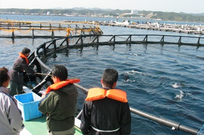 Sản lượng nuôi cá ngừ của Nhật Bản ổn định