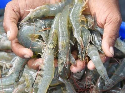 Mỹ Nhập khẩu tôm từ Ấn Độ tăng 15%