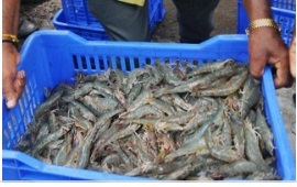 Ấn Độ Sản lượng tôm giảm tác động tới sản xuất thức ăn nuôi tôm