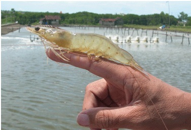 Indonesia Sản lượng tôm giảm năm 2015