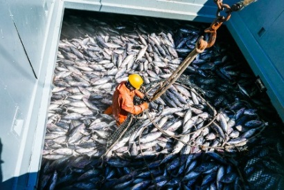 ISSF 48% nguồn lợi cá ngừ thế giới vẫn dồi dào