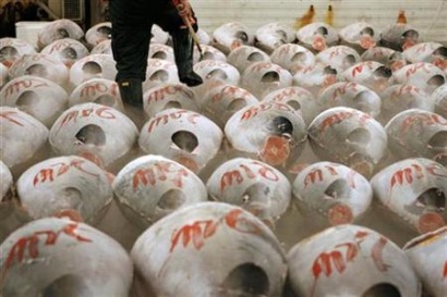 Nhật Bản Nhập khẩu cá ngừ vây xanh đông lạnh giảm