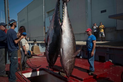 Tây Ban Nha Giá cá ngừ vây vàng vẫn ở mức 2.300 USDtấn