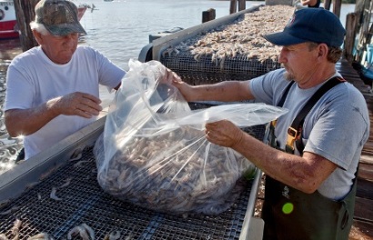 Vịnh Mexico Sản lượng khai thác tôm tăng