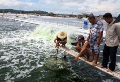 Tập trung phát triển tôm nuôi nước lợ