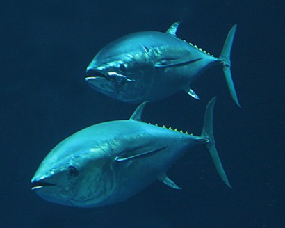 Lệnh cấm khai thác cá ngừ tại Thái Bình Dương có hiệu lực