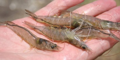 Ấn Độ Thiệt hại do bệnh đốm trắng trên tôm 