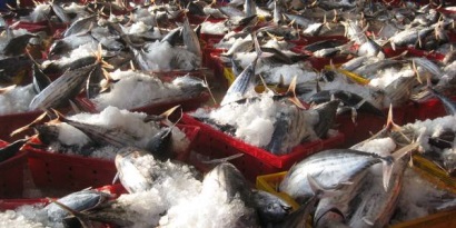 Giá cá ngừ vằn tại Bangkok giảm trong tháng 7